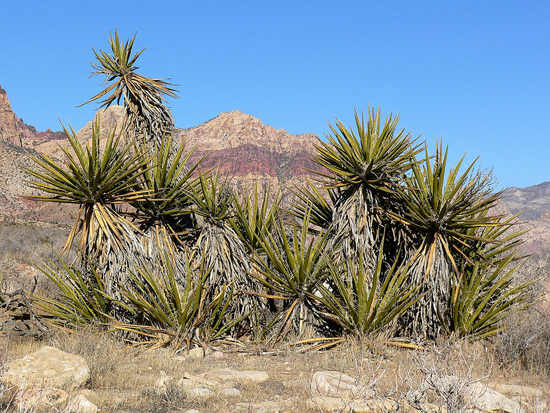 800px-Yucca_schidigera_17