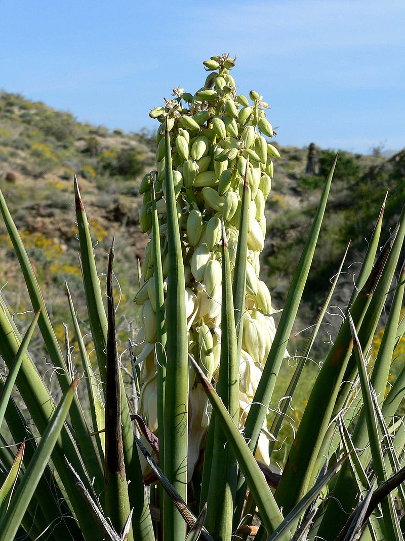 800px-Yucca_schidigera_blooming