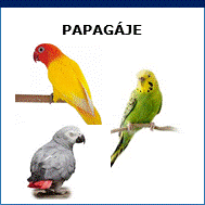 papagáje