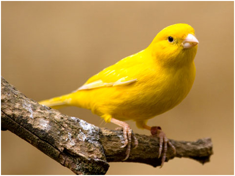 Canary