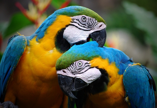 singapore-parrots-parrot-9103672-l